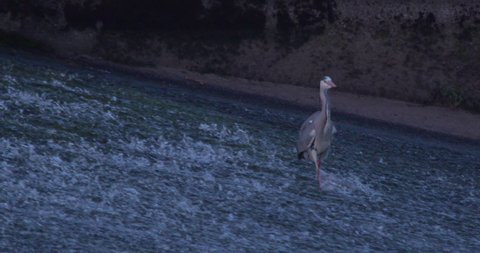Grey Heron feels his way across fast running river weir slow motion
