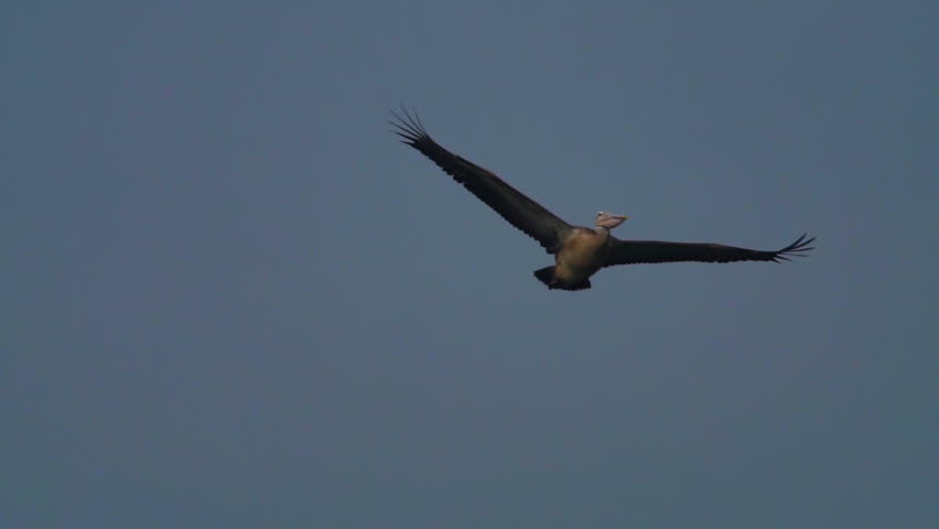 Spot billed Pelican flying across wet land. Mangrove forest is a natural breakwater. Mangrove forest is the habitat of animals and aquatic animals. Wildlife for background concept. Slow motion clip.