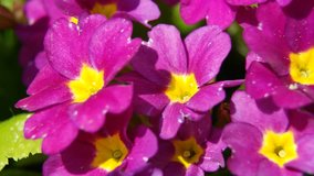 Primrose Primula in early spring close-up. HD video