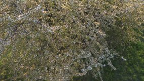 Spring Cherry Blossom Blooming. Shoot on Digital Cinema Camera in 4K- aerial view