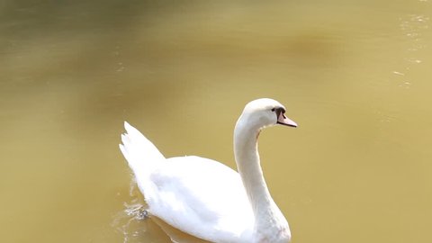 White swan swimming very beautifully movement in pond or water lonely by turning body.