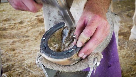 Farrier nailing shoe on to horse's foot.