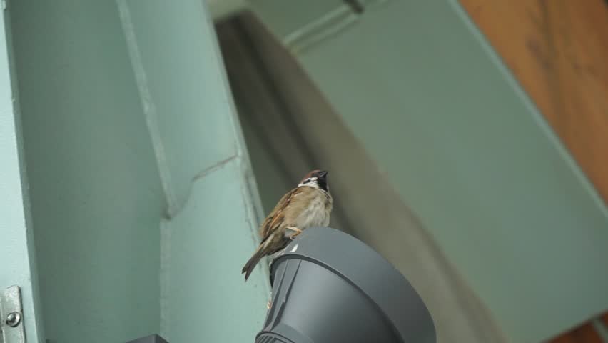 Sparrow hanging/resting on a lamp post inside a train station in Taiwan.