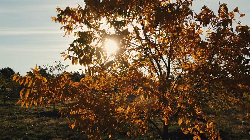 Slow motion walking towards a beautiful tree with the sun shining through colourful autumn leaves in a nature park in Australia.