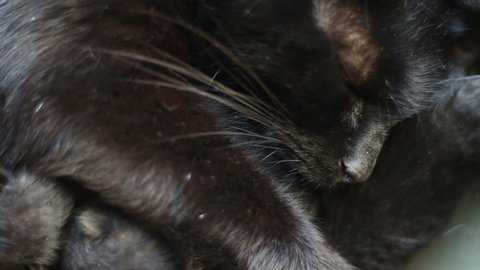 Close Up Of Black Mother's Cat Newborn Kittens.