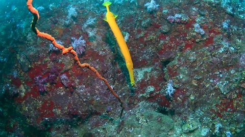 A Yellow Trumpetfish on a murky tropical coral reef in Myanmar