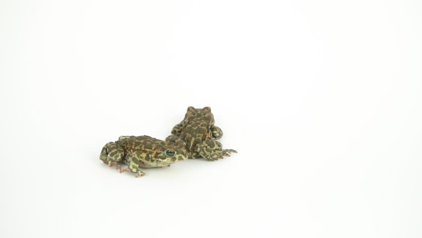 Frog toad green on white background
