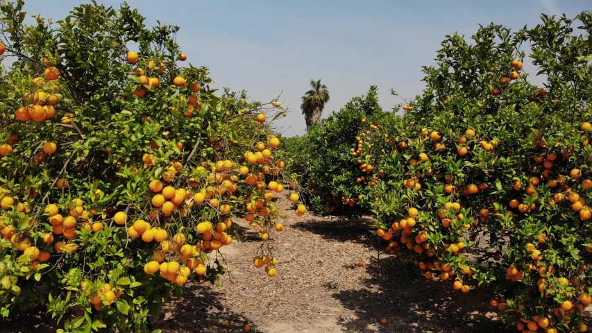 A Spanish Orange Grove. the Stock Footage Video (100% Royalty ...