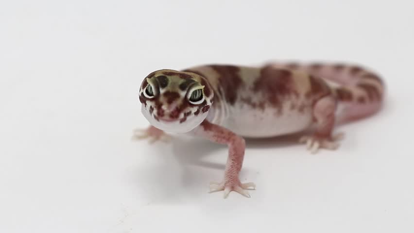 Western Banded Gecko (Coleonyx variegatus) Desert Banded Gecko (Coleonyx variegatus variegatus)