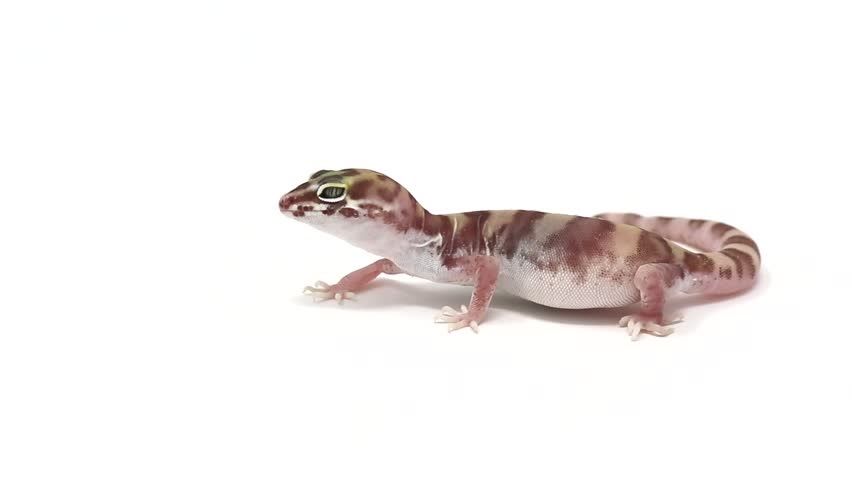 Western Banded Gecko (Coleonyx variegatus) Desert Banded Gecko (Coleonyx variegatus variegatus)