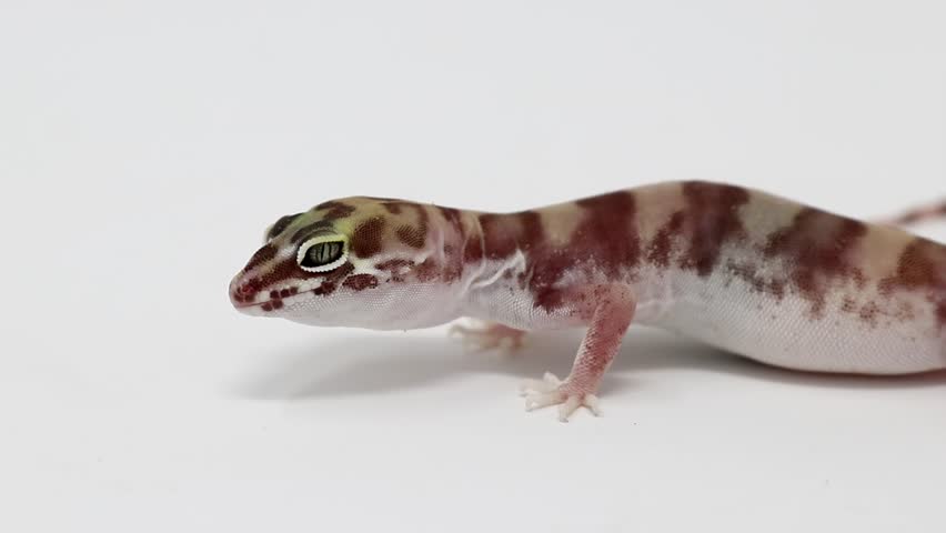 Western Banded Gecko (Coleonyx variegatus) Desert Banded Gecko (Coleonyx variegatus variegatus)