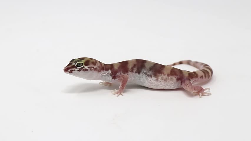 Western Banded Gecko (Coleonyx variegatus) Desert Banded Gecko (Coleonyx variegatus variegatus)