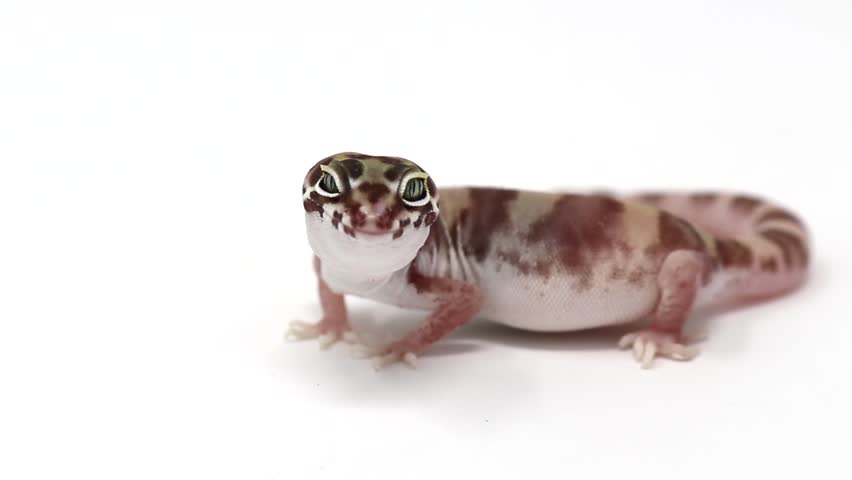 Western Banded Gecko (Coleonyx variegatus) Desert Banded Gecko (Coleonyx variegatus variegatus)