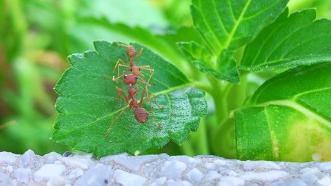Red ants biting each other, Close-up of red ants communities with green leaf background.