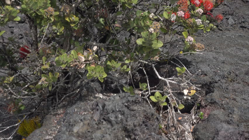 Ohia plant grows on lava fields, Hawaii volcanoes national park, Big Island, Hawaii, USA