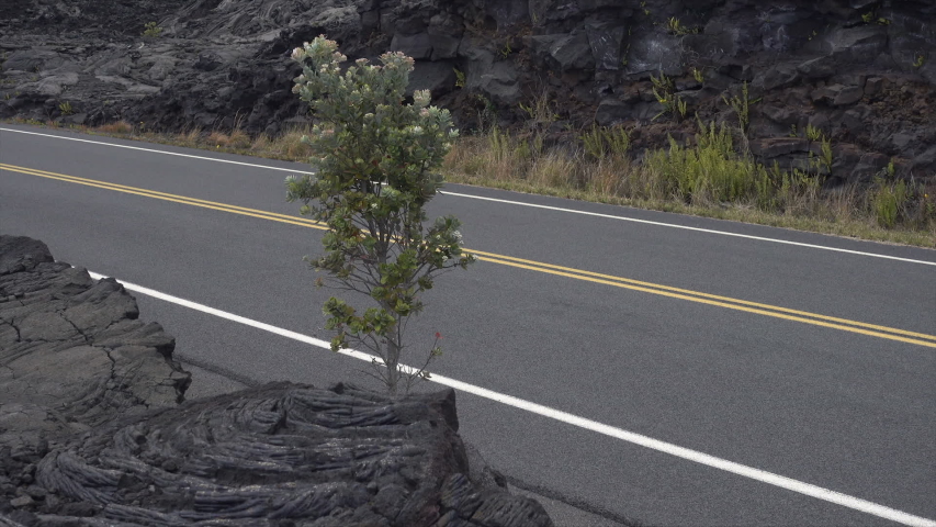 New plant growth, Lava fields, Hawaii volcanoes national park, Big Island, Hawaii, USA