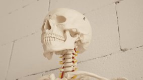
4k video, the skeleton of the human body, the spine of a person with a back injury, back treatment through yoga