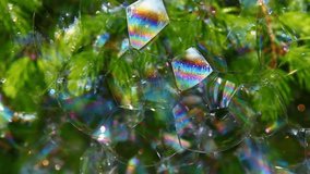 fir tree soap bubbles background  - Powered by Shutterstock - Get 15% off with code: PIKWIZARD15