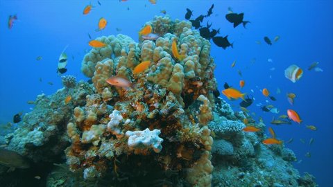 Underwater Sea Tropical Life. Underwater sea fish. Tropical reef marine. Colorful underwater seascape. Soft-hard corals seascape. Reef coral scene. Coral garden. underwater ambience coral reefs