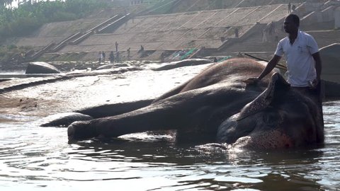 Hampi Karnataka India march 23 2019: The trainer bathes the elephant in the river Tungabhadra.