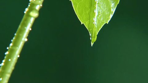 Rain Drops Dripping Off Leaf