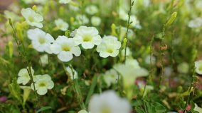 Closeup view of beautiful white flowers growing outdoors in green grass. Real time full hd video footage.