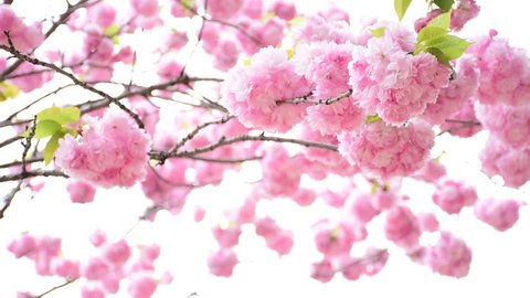 Beautiful blooming cherry blossom (pink sakura).