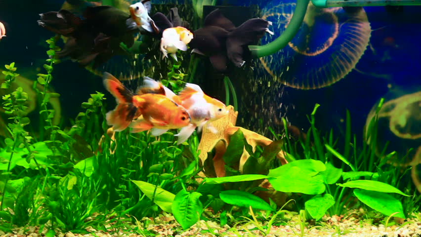 Beautiful Aquarium with goldfish
