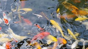 Colorful koi carp fish swimming in the pond