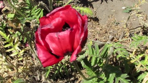 red poppy seed swinging by the wind on a sunny summer day