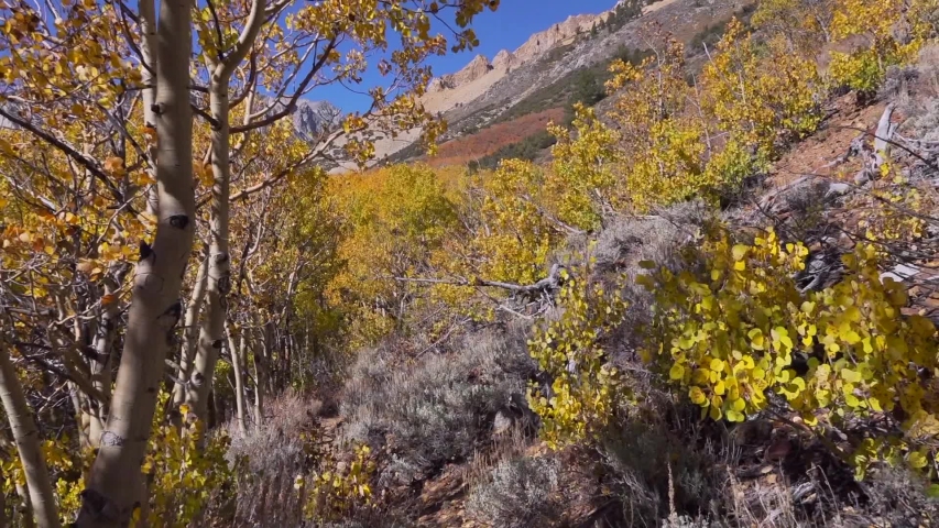 Hiking trough an aspen grove in the high sierra mountains, CA