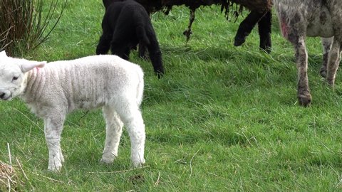 Cute little lambs grazing in a field in Ireland.