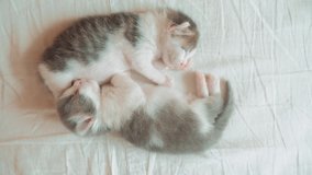 two little kittens funny video are sleeping. two kittens brother sleep hugging lifestyle on the bed pet cat concept