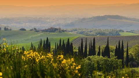 Beautiful Tuscan landscape near Siena, with cypress trees and yellow broom flowers on foreground. Italy