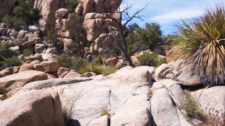 Female hiker climbs across the rocks in Joshua Tree on a beautiful day