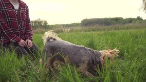 girl playing with a dog on the nature at sunset. dog yorkshire lifestyle terrier playing catches with a ball in nature slow motion video. pet home concept