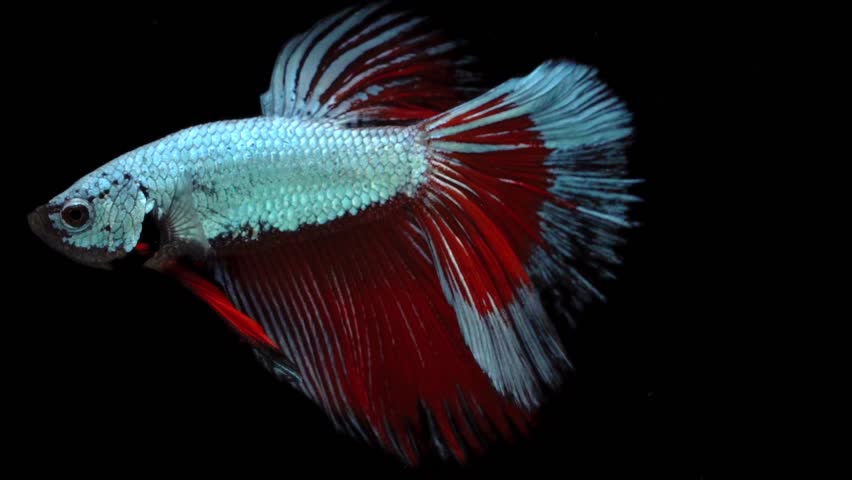 american fighter fish