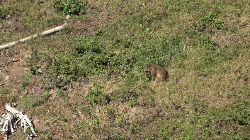 Japanese macaque is eating grass in the Jigokudani Monkey Park.  Yamanouchi, Nagano, Japan