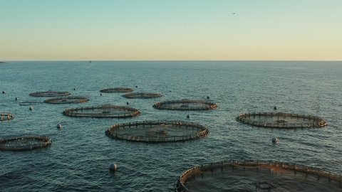 Seagulls circling over a fish farm in the open ocean during sunset