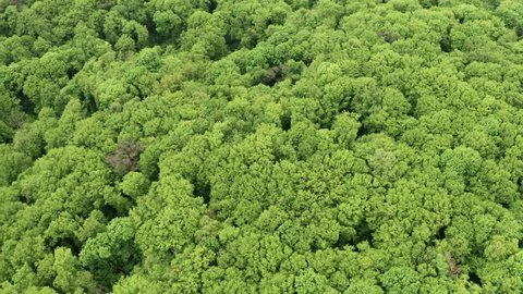 Spring, around the green foliage blossomed. Green beautiful young trees. Aerial view forest. You can use this footage as an amazon forest or any other green forest.
