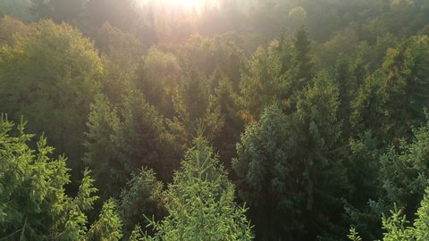Aerial view of misty morning forest flight at sunrise. Drone shot flying over foggy European pine and deciduous trees in the autumn. Fall nature background in 4K resolution