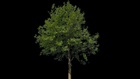 Small Leaved Lime Tree (Tilia cordata) isolated on black background with alpha channel 