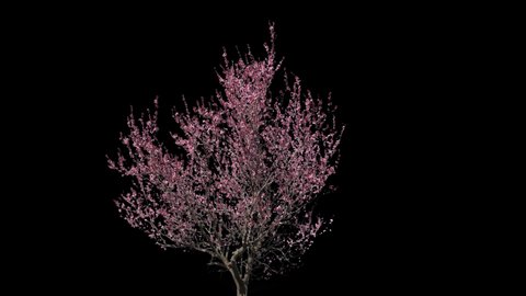 Prunus isolated on black background with alpha channel