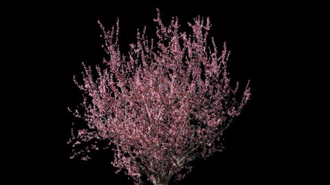 Prunus isolated on black background with alpha channel 