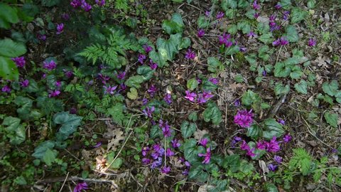 
Wild cyclamen in a forest in spring. Wildflower in nature. Pink flowers blooming on mountain. Cyclamen hederifolium. Forest soil with plants
