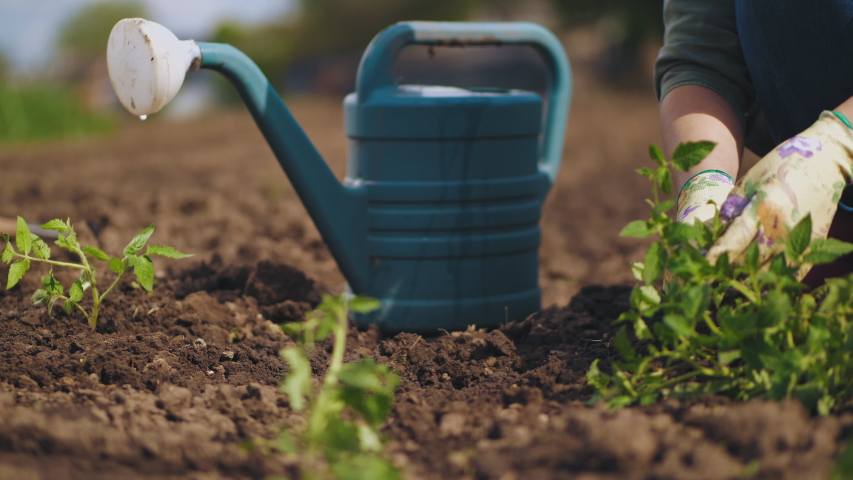 Farmer hands planting to soil tomato seedling in the vegetable garden. On the background a watering can for irrigation. Organic farming and spring gardening concept Royalty-Free Stock Footage #1029478328
