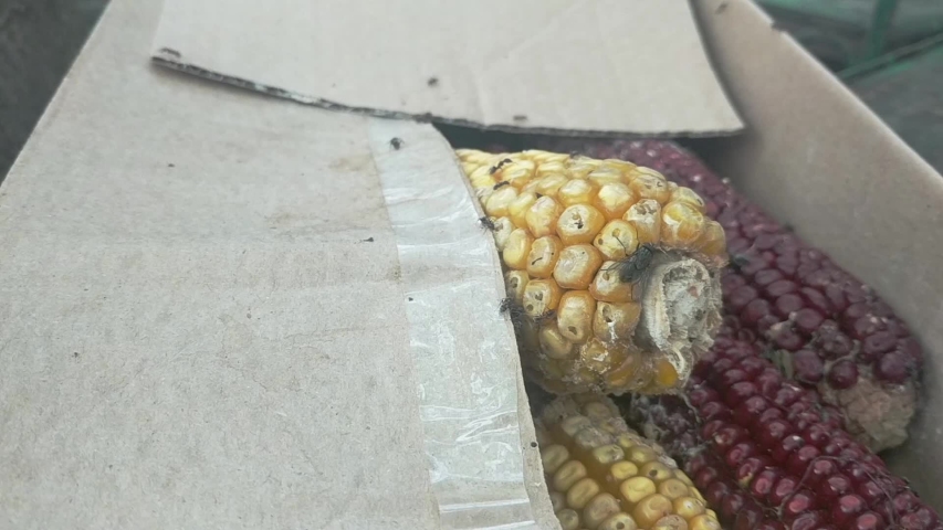 Black ants are eating old corn in a box.