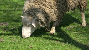Sheep eating young spring grass. Close-up