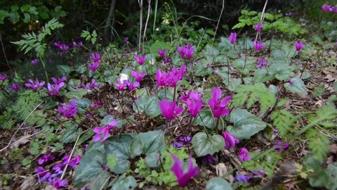 Wild cyclamen in a forest in spring. Cyclamen hederifolium. Pink flowers blooming on mountain.Wildflower in nature.  Forest soil with plants