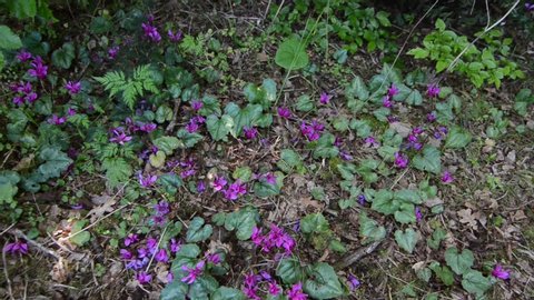 Wild cyclamen in a forest in spring. Cyclamen hederifolium. Pink flowers blooming on mountain.Wildflower in nature.  Forest soil with plants